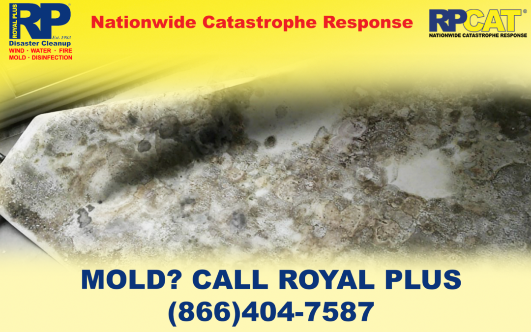 Common Causes of Mold Growth