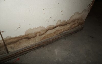 Signs That Your Home May Be Infested With Mold