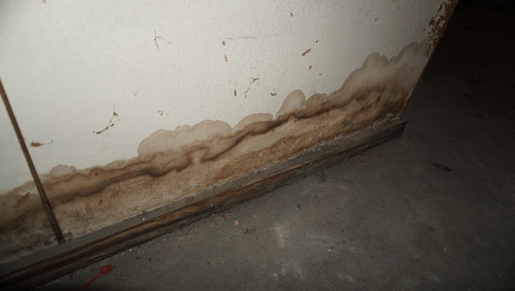 mold infestation