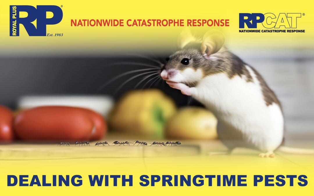 Dealing with Springtime Pests: How to Prevent Infestations and Address Damage to Your Property