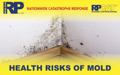 Understanding the Health Risks of Mold